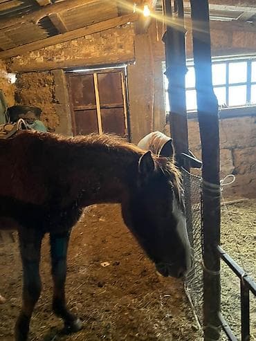 парода кой: Продаю | Жеребенок | Для разведения | Племенные — 2