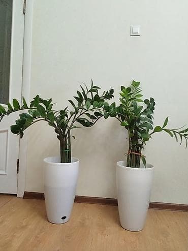 каучуконосный фикус: Комнатные растения в декоративных кашпо. - Фикус эластика — 2