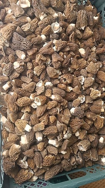 фасовка меда: Сморчки (морели) — отборные весенние лесные грибы - Внешний вид — 2