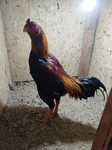 ак кой: Дакан короз сатылат Бир козу ачык кор активный алмашу жолдору бар — 4