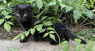 кот шотландская шиншилла: Кошка даром: Скотиш Фолд (Шотландская вислоухая), 2 месяца, Девочка, Приучена к лотку — 3