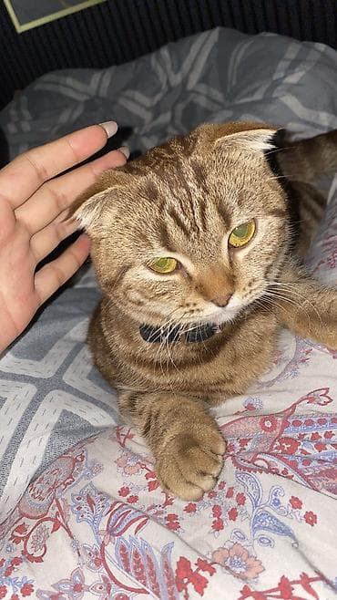 Скотиш Фолд (Шотландиялык шалпаң кулак), 10 айлык, Ургаачы, Шоколад, Лотокко барууга үйрөтүлгөн, Курттардан тазаланган, Эмделген — 3