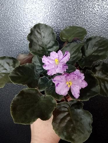 фиалка сортовая: Продаю взрослые фиалки 🌺🌺🌺.Цена 300-350-400.Нахожусь в районе Тоголок — 3