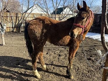 9 месяцев Молодая - Масть: рыжая с темной гривой и хвостом -
