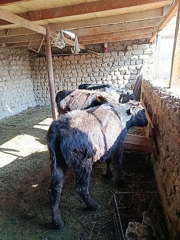 Продаю | Бык (самец), Музоо, торпок | Абердин-ангус | На откорм, Для разведения