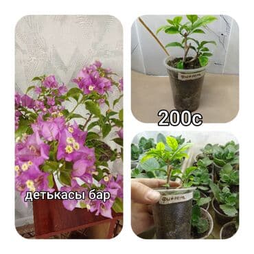 мебель бишкек: Саженцы цветка — 8