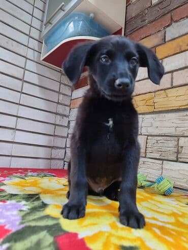 кокер спаниель бишкек: Мальчик ищет дом. Привезём сами. Дважды привит — 6