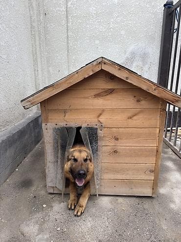 немецкая овчарка токмок: Собака даром: Овчарка, 4 года, Самец, С прививкой — 1