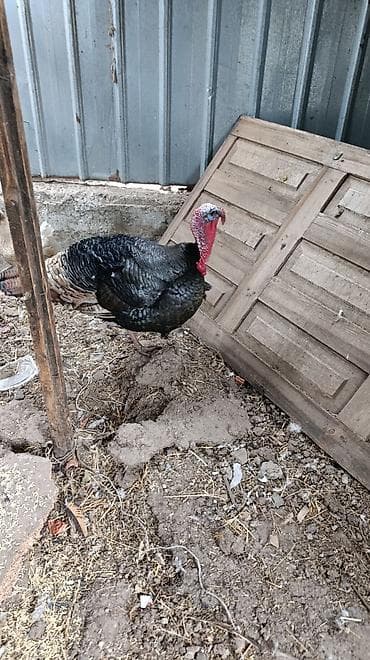 Продаю | Индюк (самец) | Для разведения | Племенные