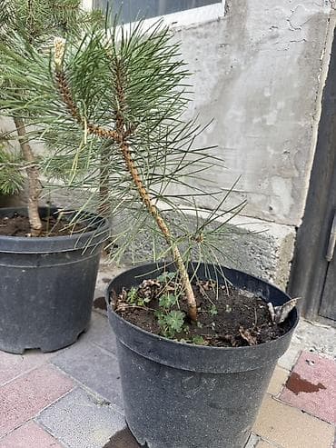 кукуруза для попкорма: Крымская сосна,обыкновенная сосна в горшках — 5