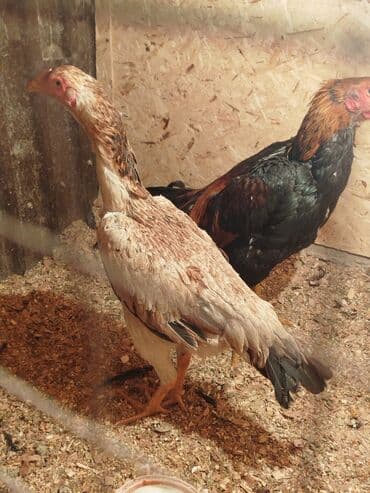 купить измельчитель травы и сена: Продаю | Куры — 4