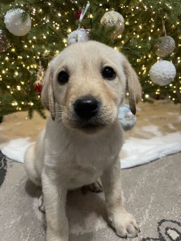 щенки охотничьих собак: Лабрадор-ретривер, 2 месяца, Самка, С прививкой — 5