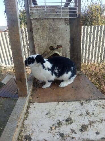 Зоотовары: Продаю кролиха два кролихи и один крол прошу по 1800 ступлю реальному — 8