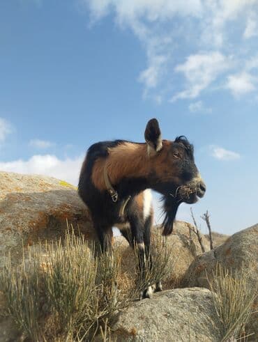 Продаю | Козёл (самец) | Для разведения | Племенные at lalafo.kg Продаю | Козёл (самец) | Для разведения | Племенные