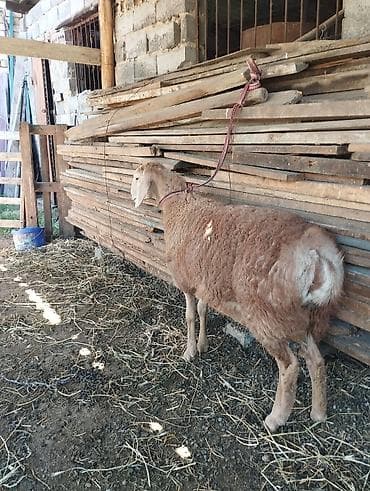 голуби птицы животные: Продаю | Ягненок | Арашан — 1