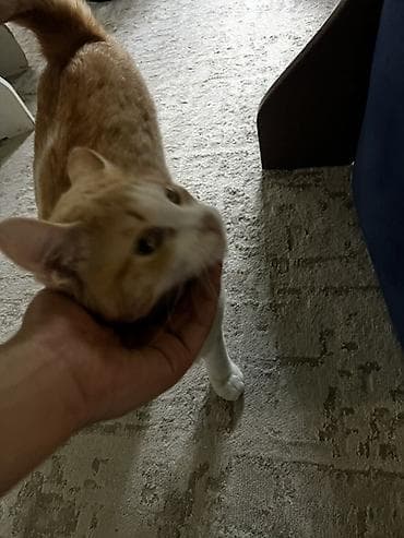 Мышык бекер берем: Эркек, Лотокко барууга үйрөтүлгөн — 3