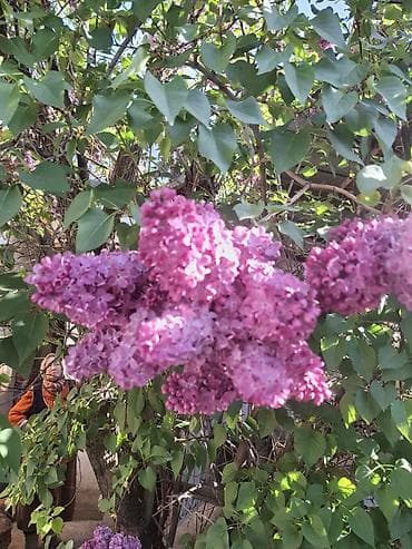 говядина мясо: Сирень кустовая, насыщенно-фиолетовые соцветия - Сортовая сирень с — 3