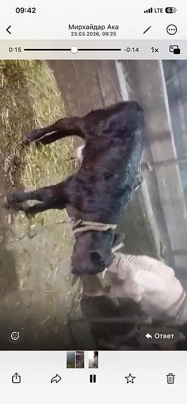 продаю кукуруза: Продаю | Корова (самка) — 2