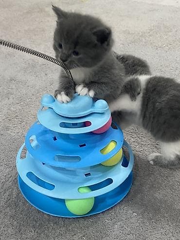 yeezy boost: Британские кошечки девочки им по 2 месяца игровые ласковые приучены к — 2