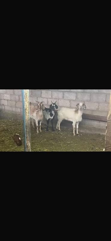 живые дрожи: Продаю | Коза (самка) — 1