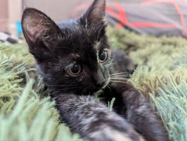 дом кошка: Кошка даром: Беспородная, 2 месяца, Девочка, Приучена к лотку — 1