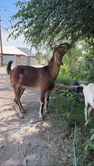 сколько стоит коза дойная купить: Продаю | Коза (самка) | Нубийская | Для разведения, Для молока | Котные, Племенные — 2