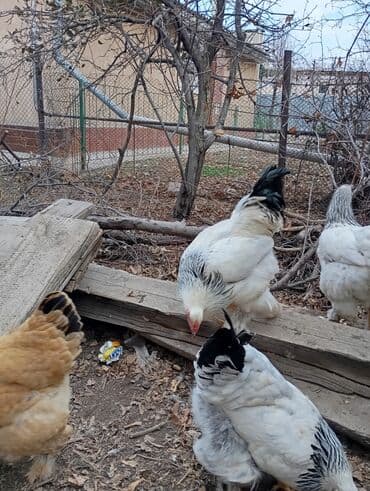 рюкзак для животных: Петухи брама 5 месячные в Канте,крупные на племя — 10