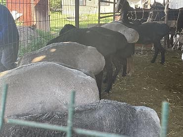 Айыл-чарба жаныбарлары: Сатам | Кочкор (эркек) | Көбөйтүү үчүн | Асыл тукумдуу — 6