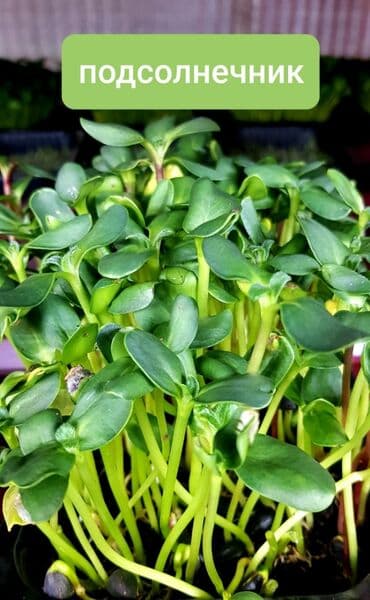 превосходный сорт яблок: Продается вкусная красивая и очень полезная микрозелень в большом — 8