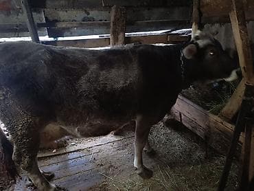 Продаю | Корова (самка) | Для разведения