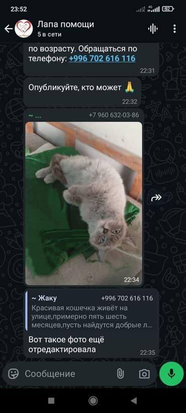 отдам собаку в добрые руки: Собака даром: 7 месяцев, Самец — 15