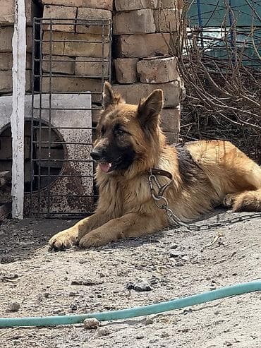 рысь кошка: Продаю Щенков — 6