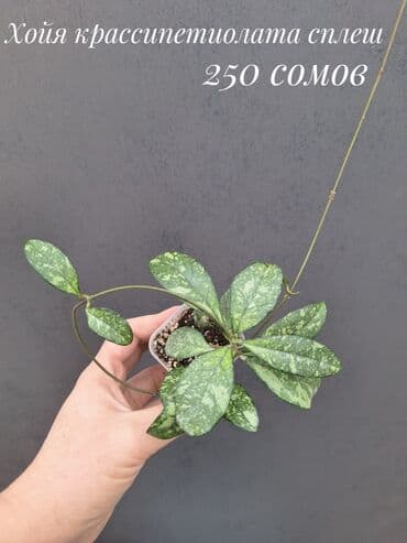 живые растения в аквариум купить: Комнатные растения, цветы (молодые растения, взрослые экземпляры). Не — 18