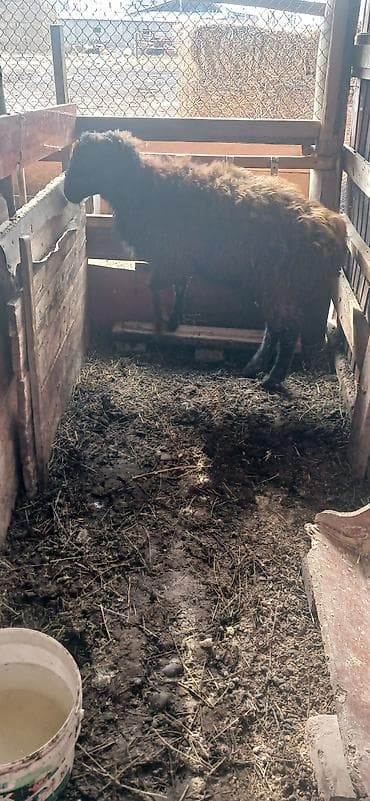 Услуги ветеринара: Продаю | Овца (самка) | Для разведения | Матка — 1