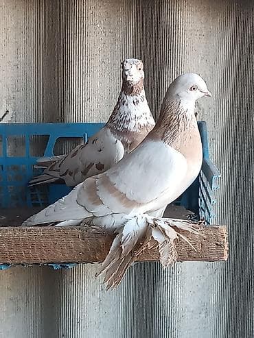 голубу: Тасманы, пара голубь и голубка! Начинают играть очень хорошие.Пара — 6