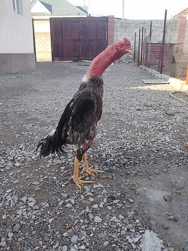 талас ат: Продаю | Куры — 1