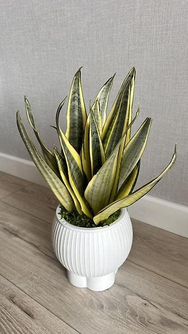 Сансевиерия (Sansevieria trifasciata ‘Laurentii’) в декоративном кашпо