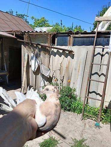Птицы: Продаю молодых голубей 1 шт стоит триста сом окончательно родители — 8