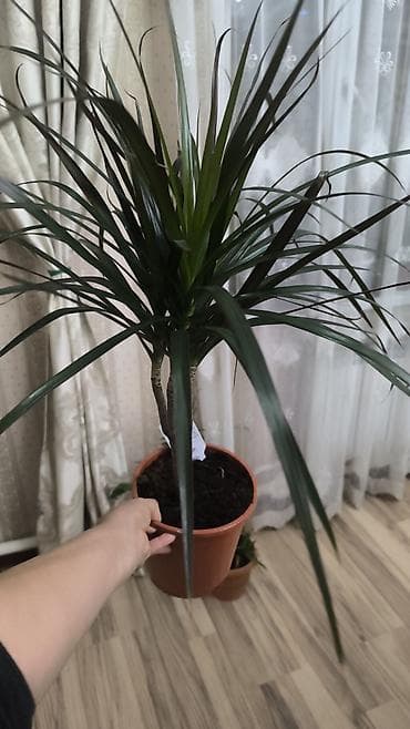 бетонные горшки: Комнатные растения в горшках 1) Фикуc эластика (Робуста) - Компактный — 4