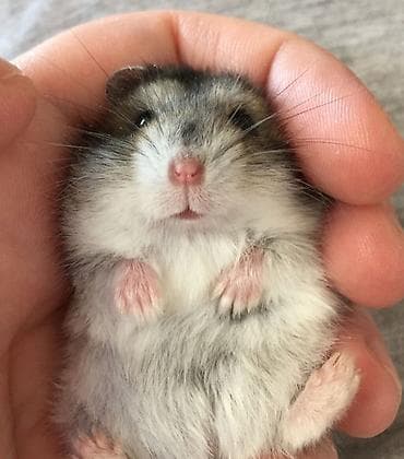 Крысы: ПРОДАЮ СИРИЙСКИХ И ДЖУНГАРСКИХ ХОМЯЧКОВ,А ТАК ЖЕ — 1