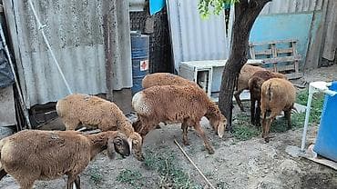 Үй жаныбарлары: Сатам | Козу | Союуга | Токту — 2