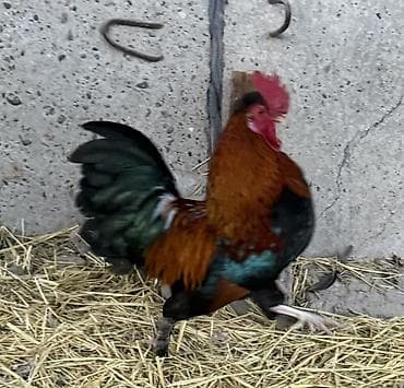 Три петухи за всех 1000с! Срочно