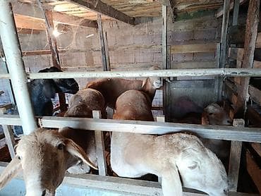 белый баран: Продаю | Баран (самец) | Для разведения — 7