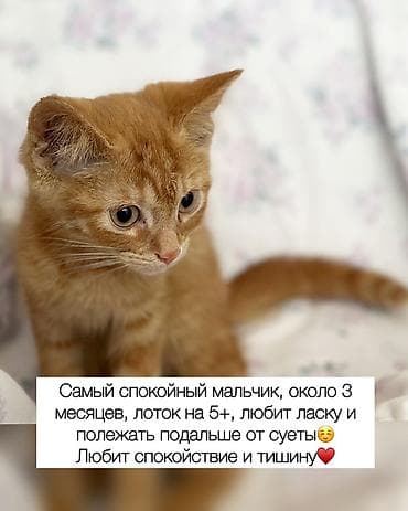 Отдам даром кошку: Кошка даром: Беспородная, Мальчик — 8