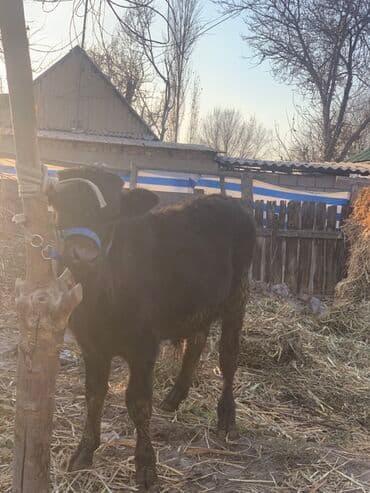 продажа кормов для сельскохозяйственных животных: Продаю | Музоо, торпок | Полукровка, Абердин-ангус | На откорм | Привязанные — 6