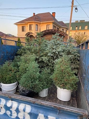 турецкие леса: Продаются голубые/зеленые/тянь-шанские ели 🌲 Выращиваем сами, со всей — 3