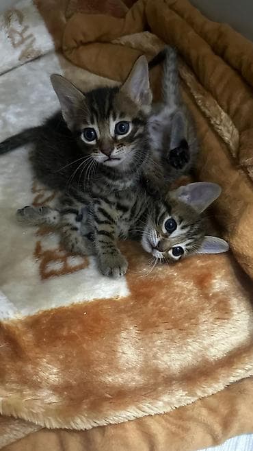 возьму кота: Домашние котята. Отец - бенгал. Мама - абессинка. - Возраст: 1,5 — 10