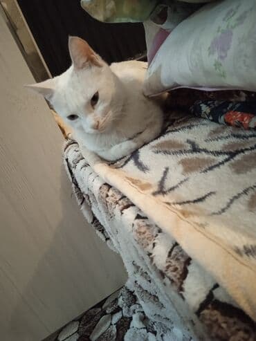 рэгдолл кошка: Очень ухоженная но породу Ангорки - Окрас: белый, длинная мягкая — 7