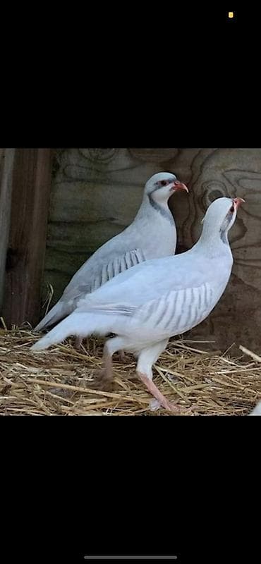Продаю яйца инкубационные Кеклик (куропатка) Окрас Сильвер и белый