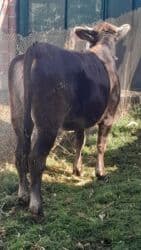 Иттер: Сатам | Кунаажын | Алатоолук | Кысыр — 4